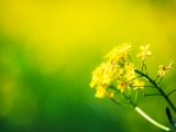 Summer natural background with yellow blooming rape field, blurred image, selective focus