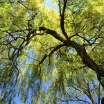 Salix (energiskog)