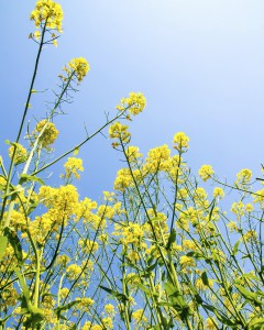 Biodiesel 2