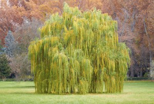 Salix 1